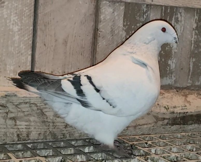 PL23-AA128 (51-24) - b- SAMICZKI-Females