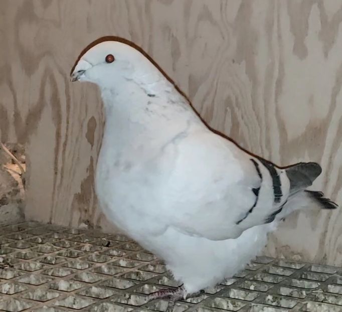 PL23-AA128 (51-24) - b- SAMICZKI-Females