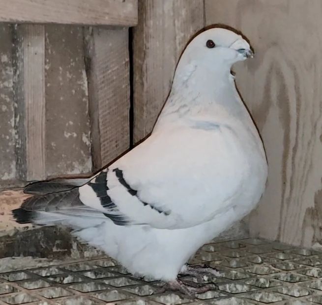 PL23-AA128 (51-24) - b- SAMICZKI-Females