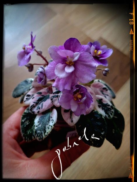 Toy Castle - A Violete mini si semimini