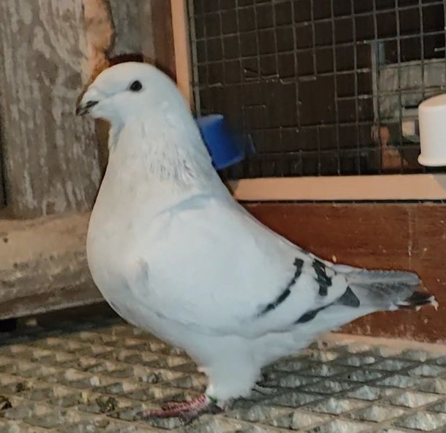 40 - c- MLODE 2025 YOUTH