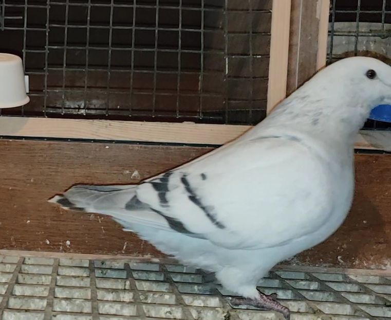 40 - c- MLODE 2025 YOUTH