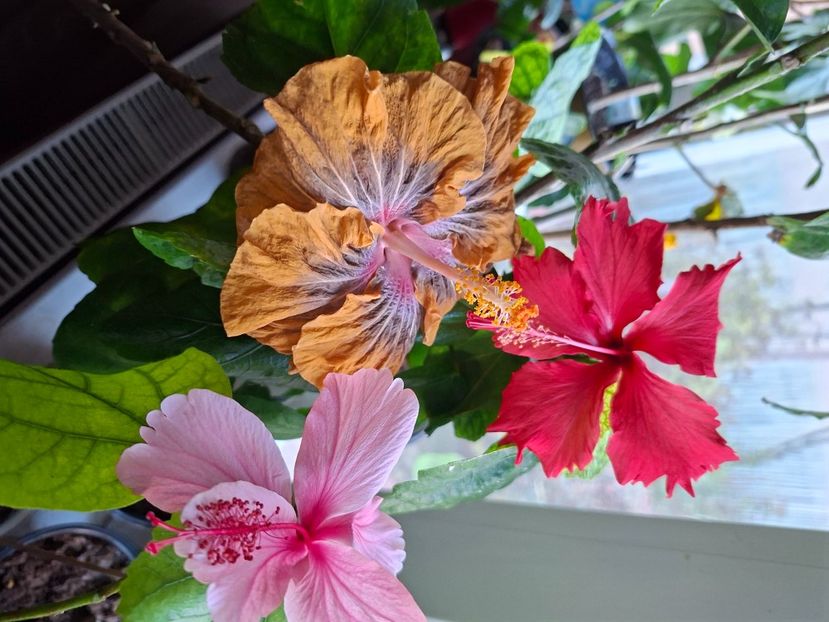 22.11.2025 - HIBISCUSI 2025-5