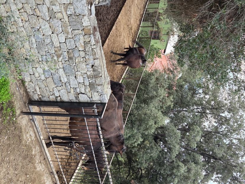  - Pelerinaj la Muntele Athos