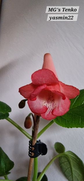 22.11.2025 - Sinningia MGs Tenko