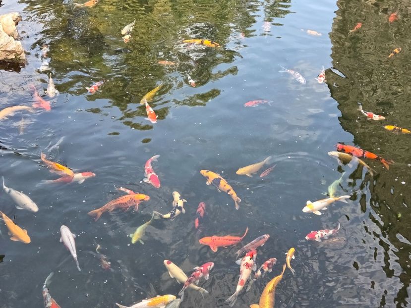  - Pelerinaj la Muntele Athos