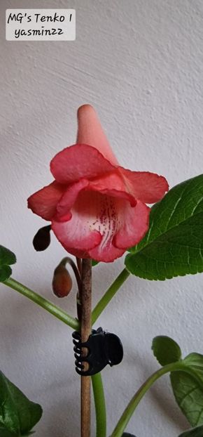 22.11.2025 - Sinningia MGs Tenko