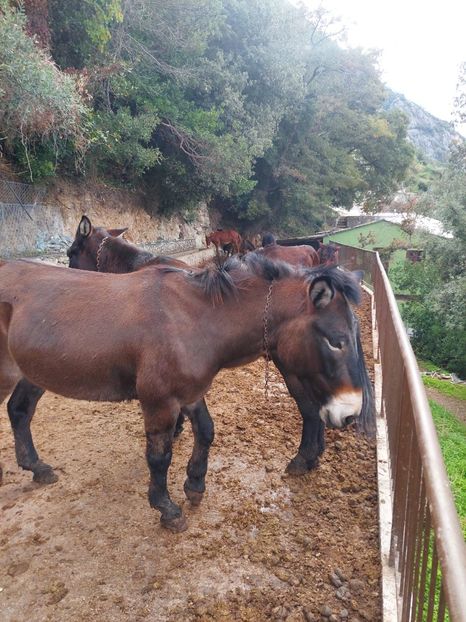 IMG-20251116-WA0036 - Pelerinaj la Muntele Athos