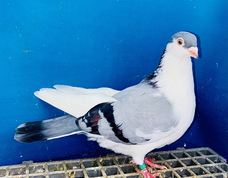 15687  femelă  2025 - Jucători de Galați