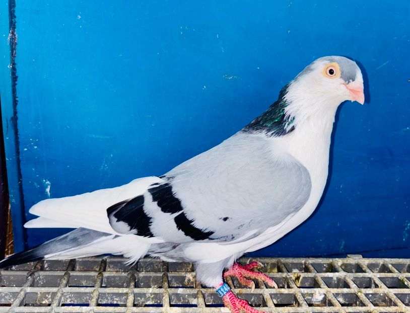 28140  mascul  2024 - Jucători de Galați