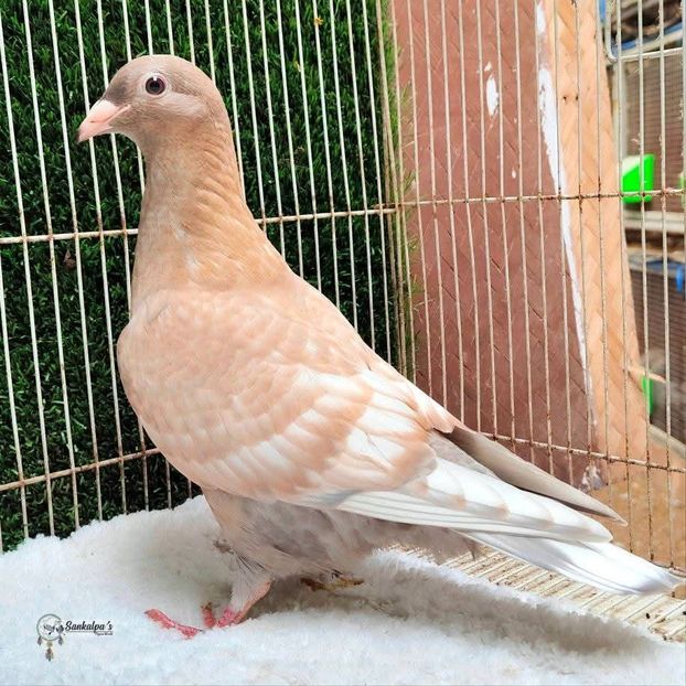  - Nu îmi aparțin 11