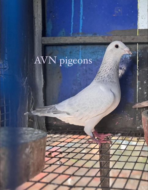  - Nu îmi aparțin 11