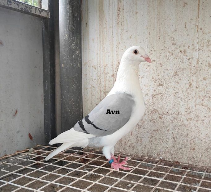  - Nu îmi aparțin 11