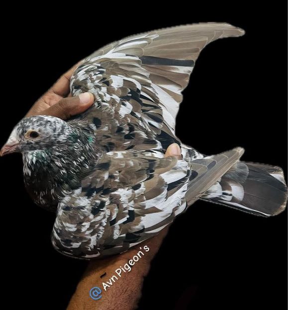  - Nu îmi aparțin 11