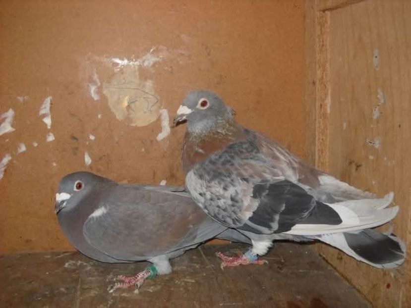  - Nu îmi aparțin 11