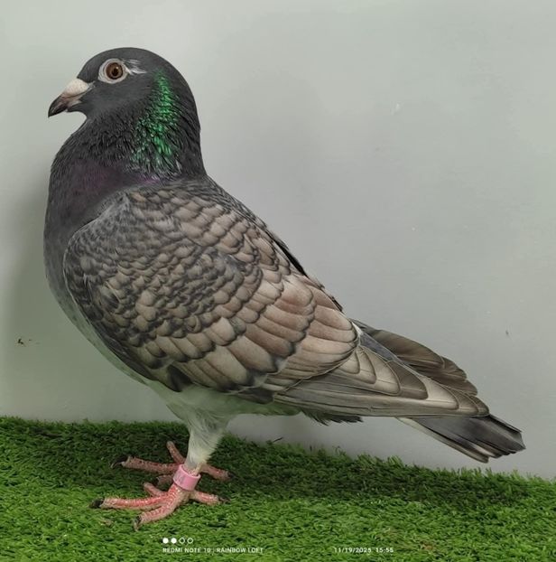  - Nu îmi aparțin 11