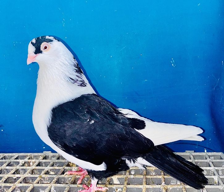 15689  femelă  2025 - Jucători de Galați