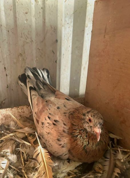  - Nu îmi aparțin 11