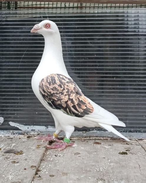  - Nu îmi aparțin 11