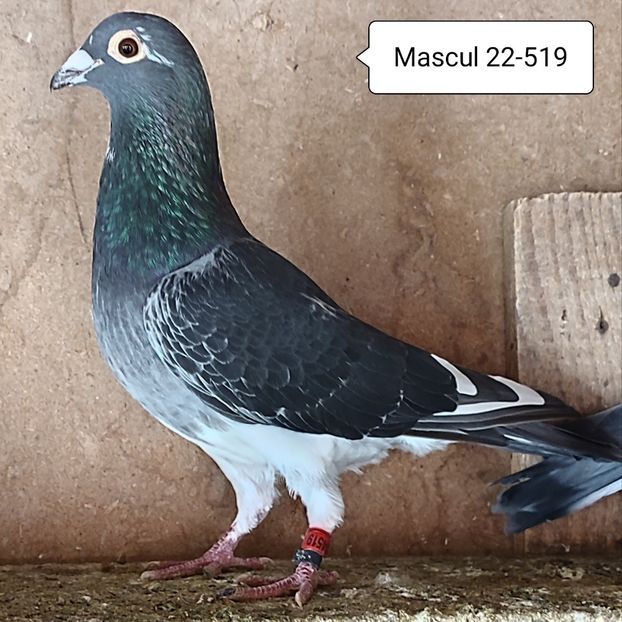 Mascul 22-519 - Porumbei vanduti