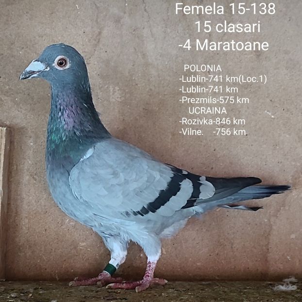 Femela 15-138 - Porumbei vanduti