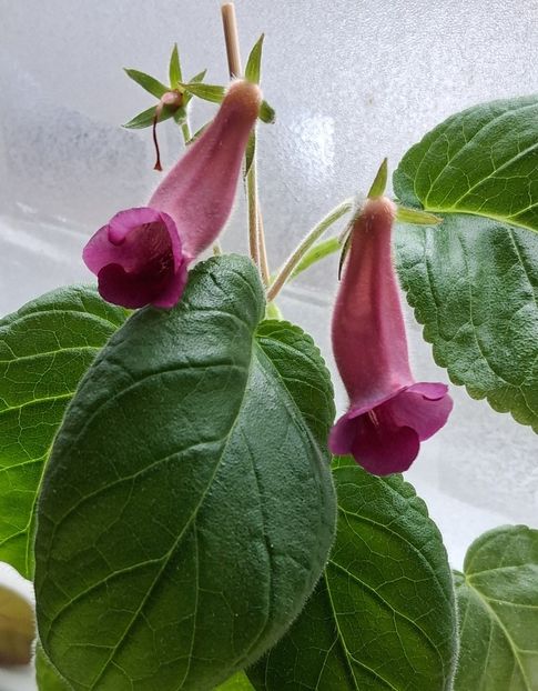  - Sinningia din semințe2025