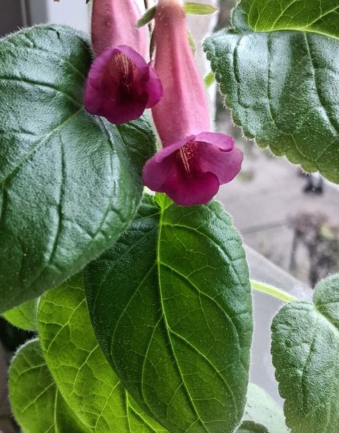  - Sinningia din semințe2025