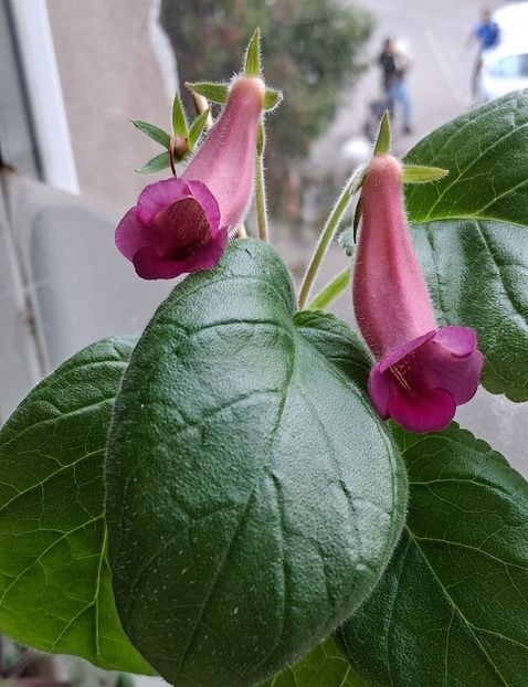  - Sinningia din semințe2025