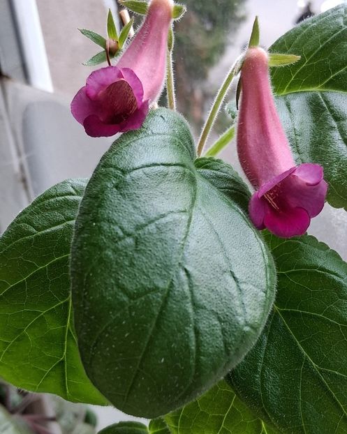  - Sinningia din semințe2025