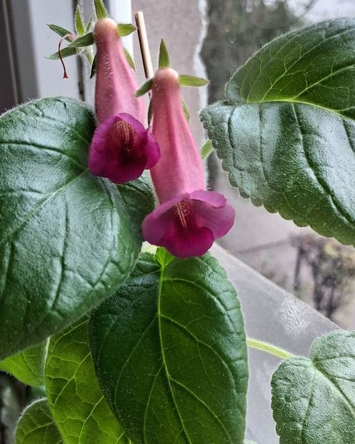  - Sinningia din semințe2025