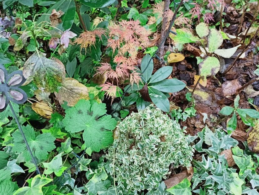  - Grădina 2025 continuare 6