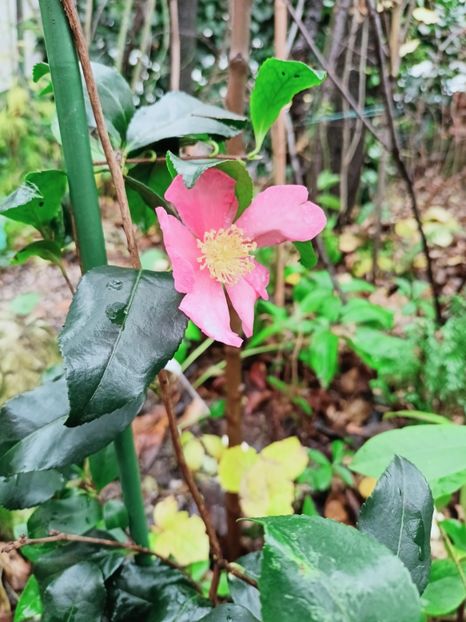  - Grădina 2025 continuare 6