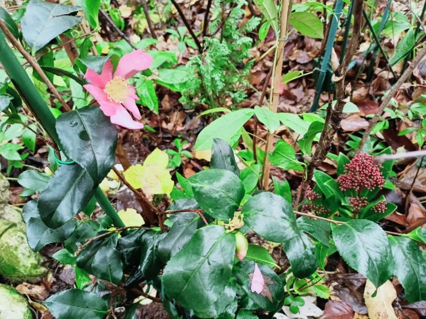  - Grădina 2025 continuare 6