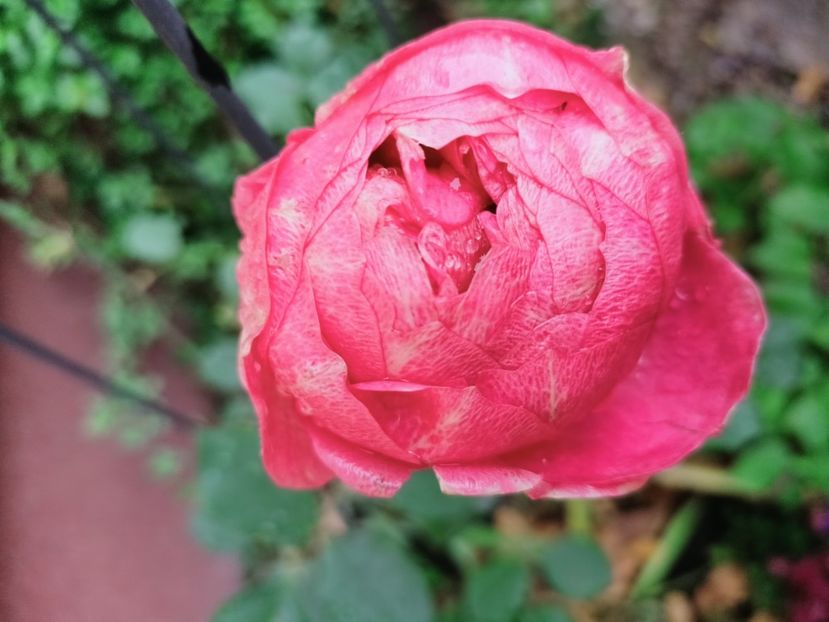 Boscobel - Grădina 2025 continuare 6