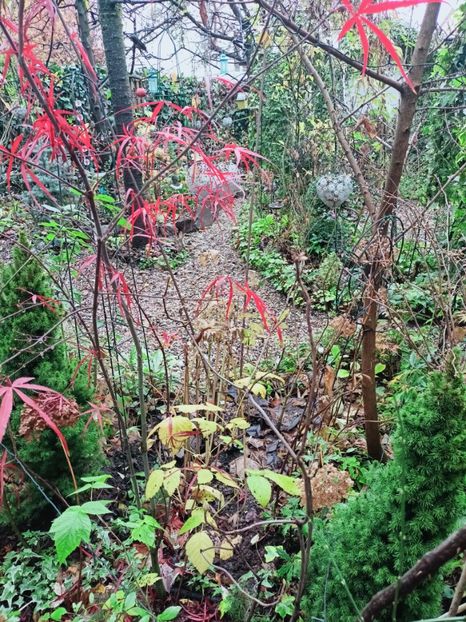  - Grădina 2025 continuare 6