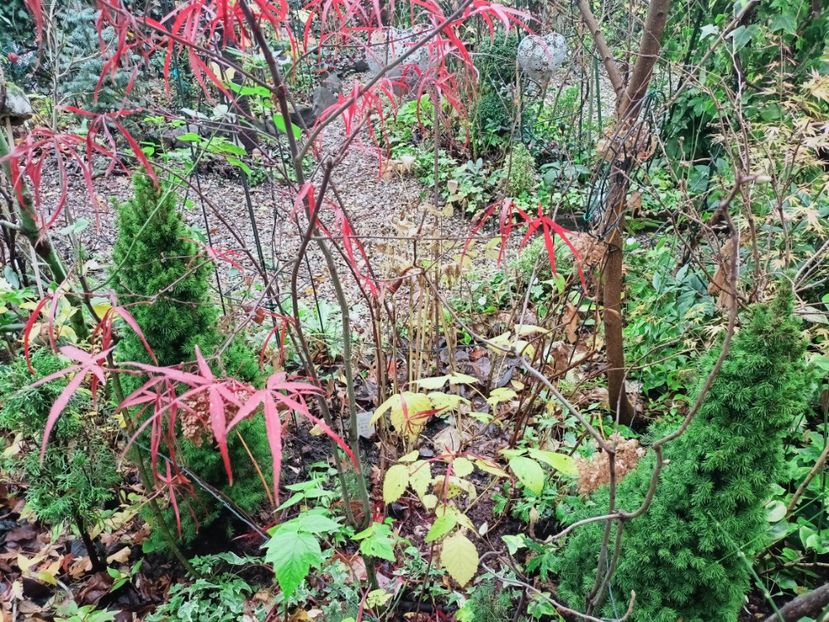  - Grădina 2025 continuare 6