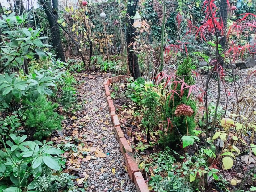  - Grădina 2025 continuare 6