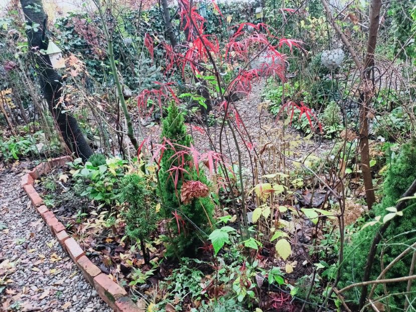  - Grădina 2025 continuare 6