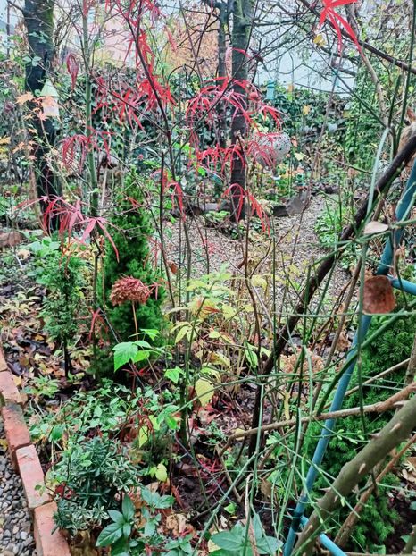  - Grădina 2025 continuare 6