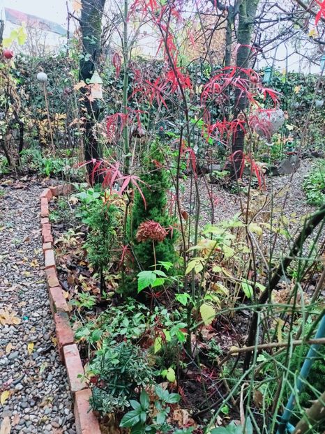  - Grădina 2025 continuare 6