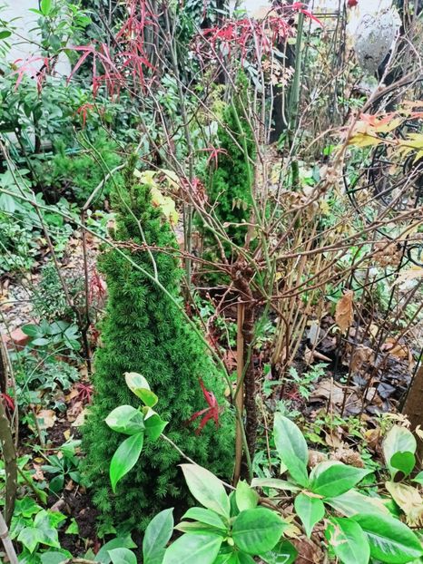  - Grădina 2025 continuare 6