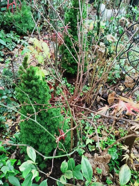  - Grădina 2025 continuare 6