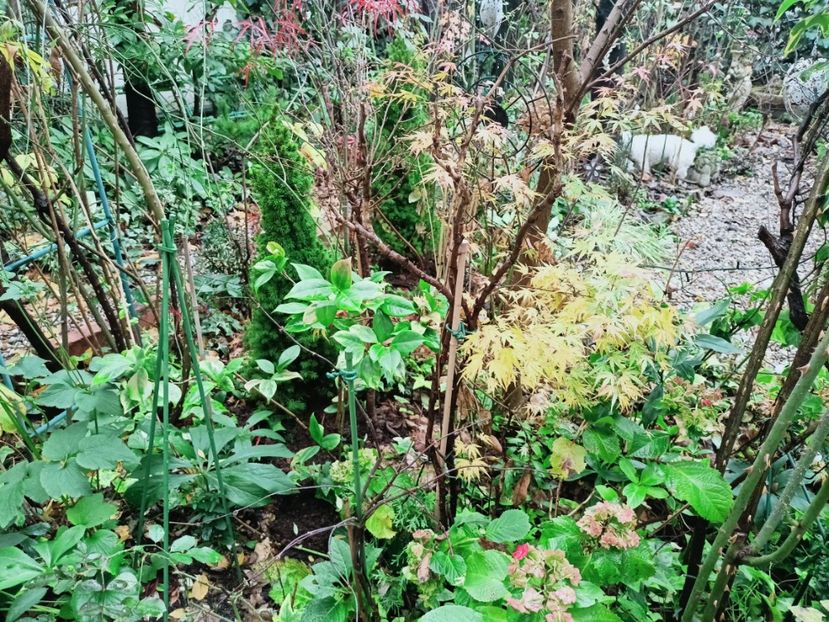  - Grădina 2025 continuare 6