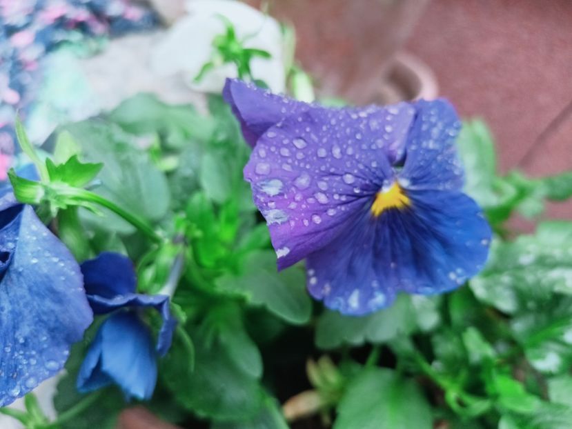  - Grădina 2025 continuare 6