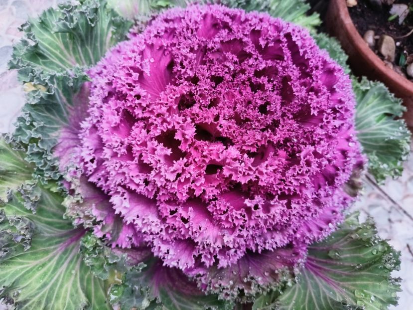  - Grădina 2025 continuare 6