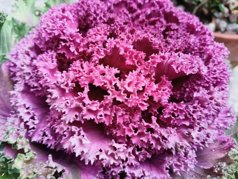  - Grădina 2025 continuare 6