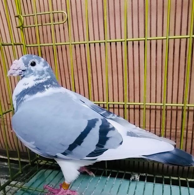  - Nu îmi aparțin 11