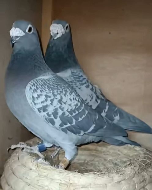  - Nu îmi aparțin 11