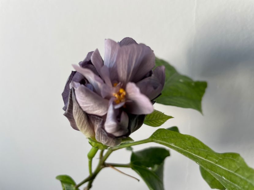  - Formosa Black Pearl