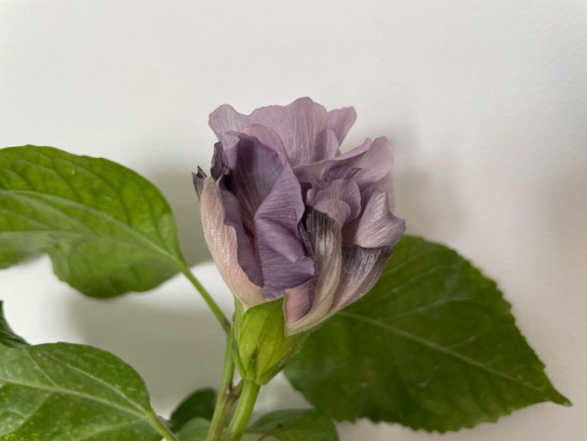  - Formosa Black Pearl